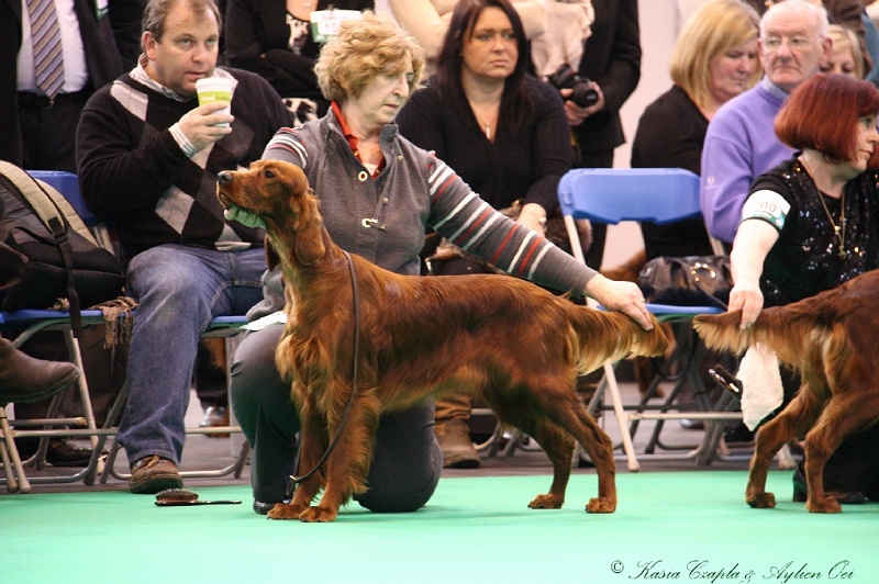 Crufts2011 147.jpg